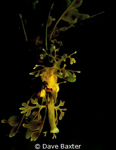 Leafy seadragon by Dave Baxter 